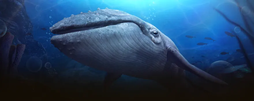 A Blue Whale swimming through deep blue water
